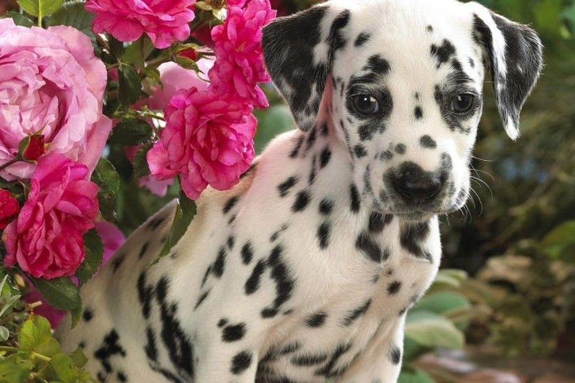 3840x1200 Wallpaper dalmatian, puppy, flowers, sit