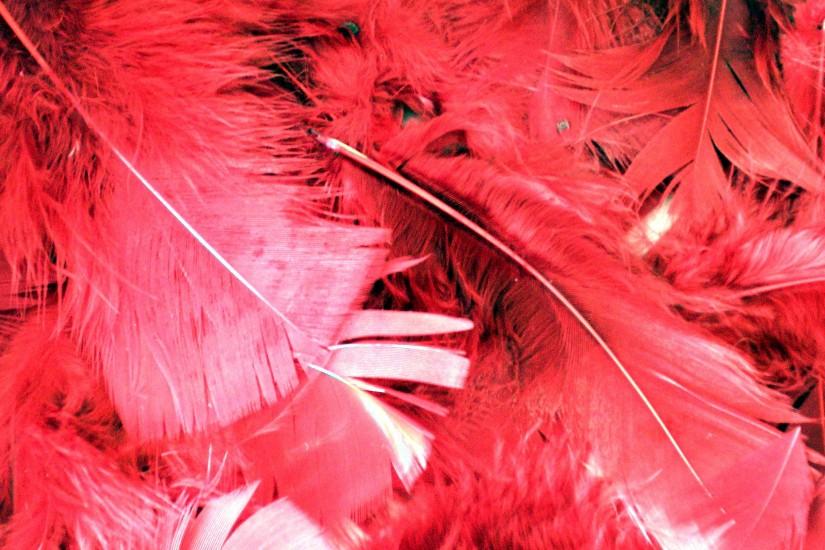 texture feather, download background, photo, image, pink flamingo feathre  background