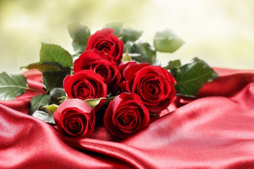 beautiful roses wallpapers photos pics images pictures (12)