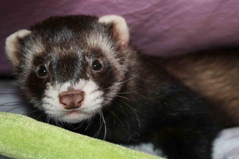 1920x1080 Wallpaper ferret, muzzle, spotted, lying
