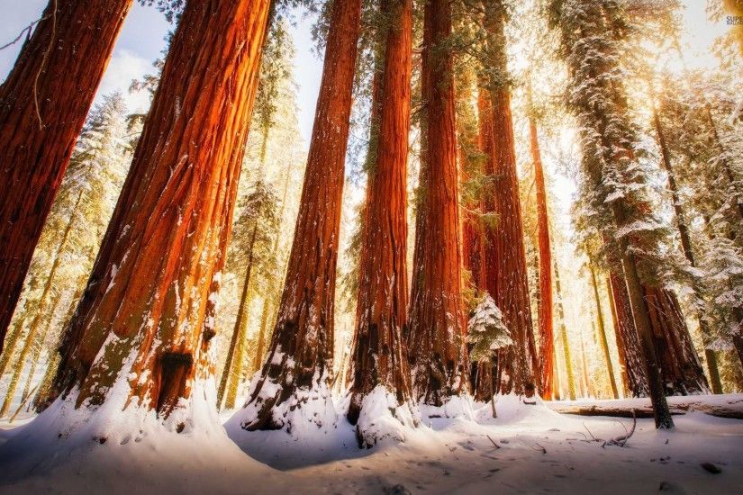 Redwood Forest 794589