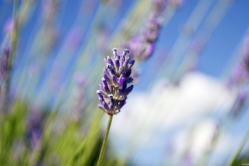 Lavender Wallpapers | HD Wallpapers