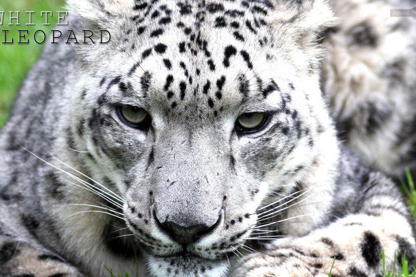 White Leopard Wallpaper