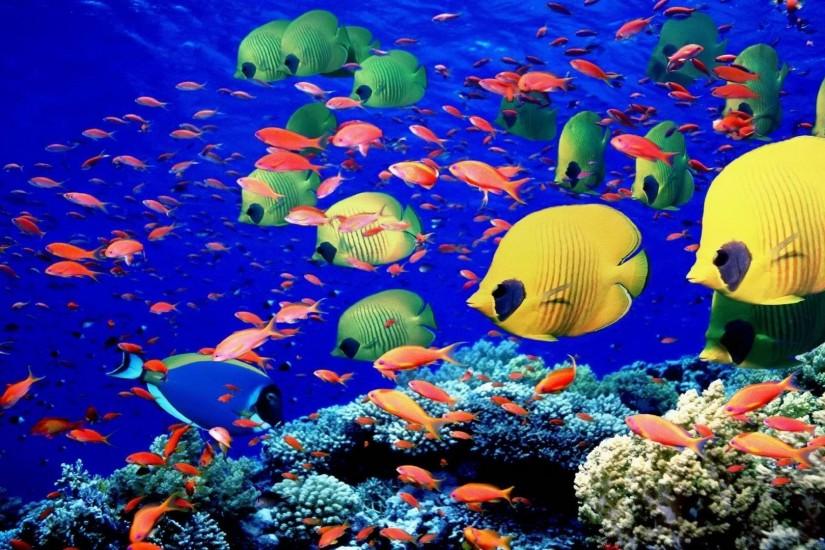 underwater swim coral reef colors bright sea life wallpaper background .