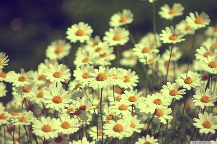 download floral background tumblr 1920x1080