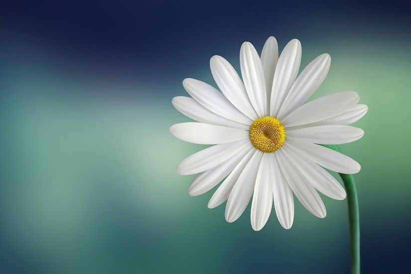 White and Yellow Flower With Green Stems Â· HD wallpaper ...