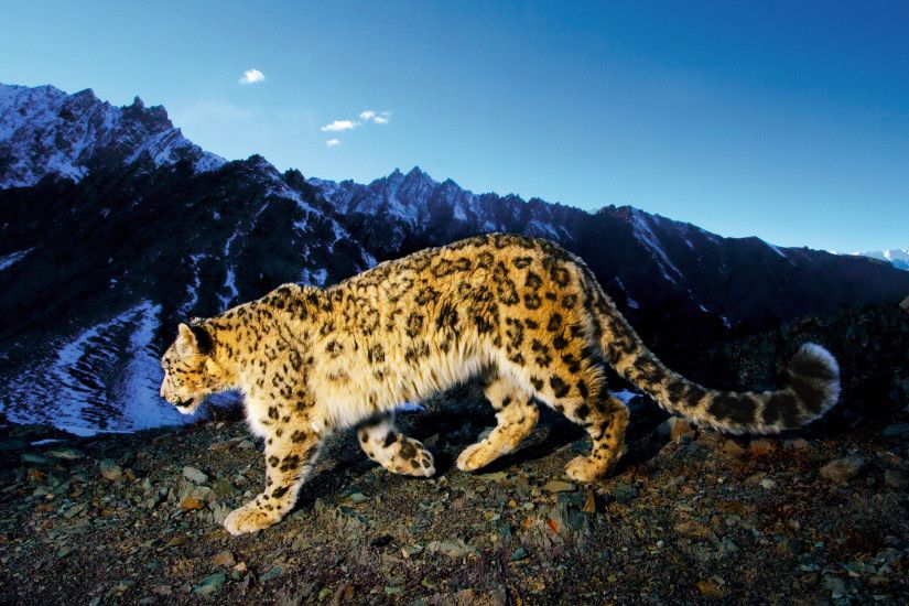 Snow Leopard Desktop Pictures