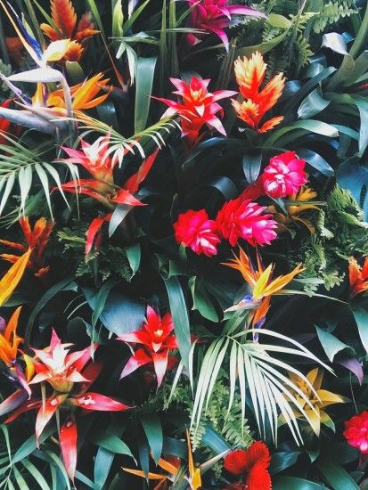 PALM COLORFUL TUMBLR - Chelsea In Bloom. Floral WallpapersCool ...