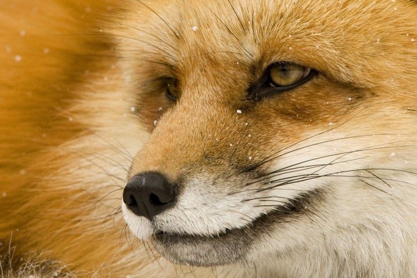 Fox-Wallpapers-Images-Download