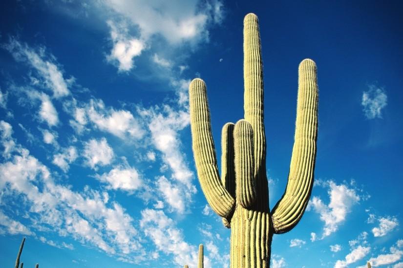 Preview wallpaper cactus, thorns, desert, sky, clouds 1920x1080