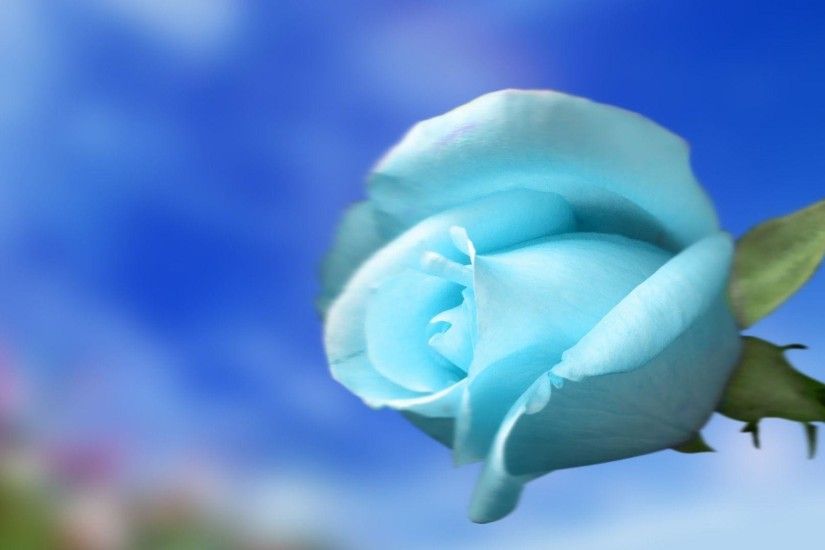 Sky Blue Rose Wallpaper | Download Wallpapers