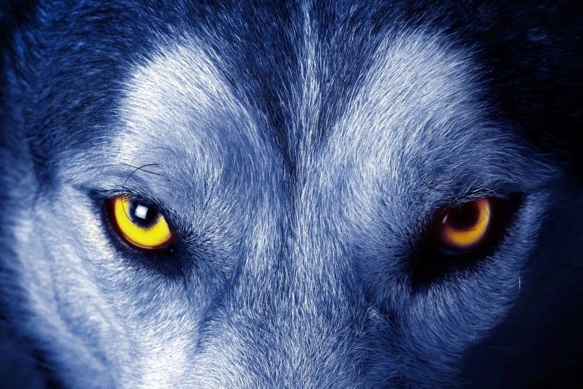 Wolf Eyes Wallpaper | Free HD Desktop Backgrounds