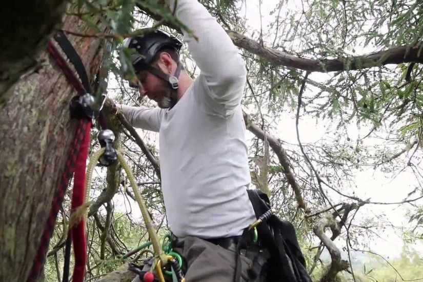 Chris Sharma Free Climbs a Giant Redwood Tree