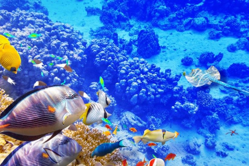 Underwater Tag - Ocean Reef World Coral Underwater Fish Wallpapers Desktop  Background Nature for HD 16