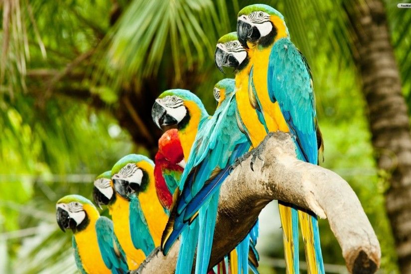Colorful Parrots Wallpaper