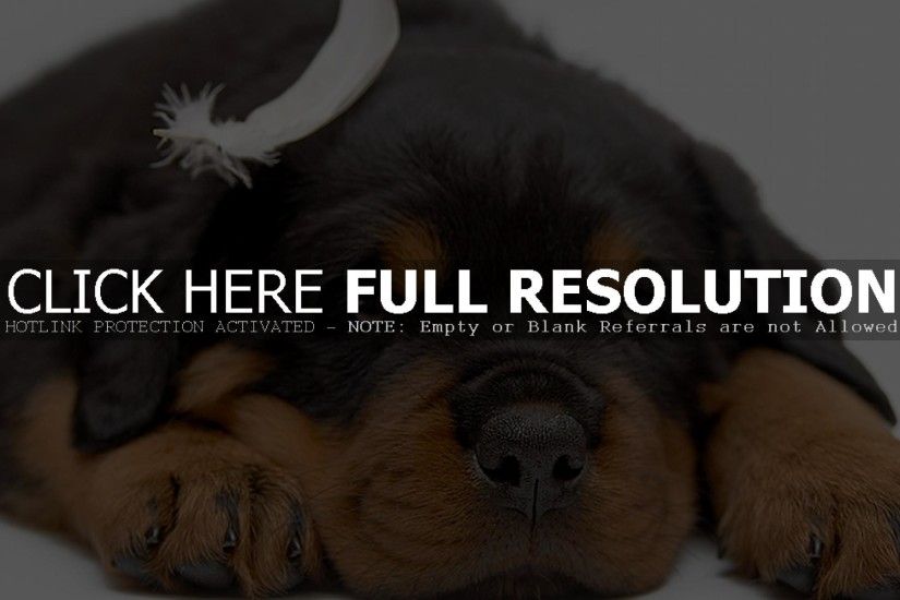 Rottweiler Puppy (id: 28969)