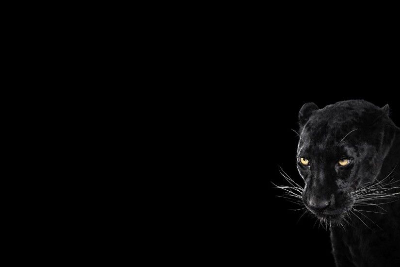 Black Panther Wallpaper