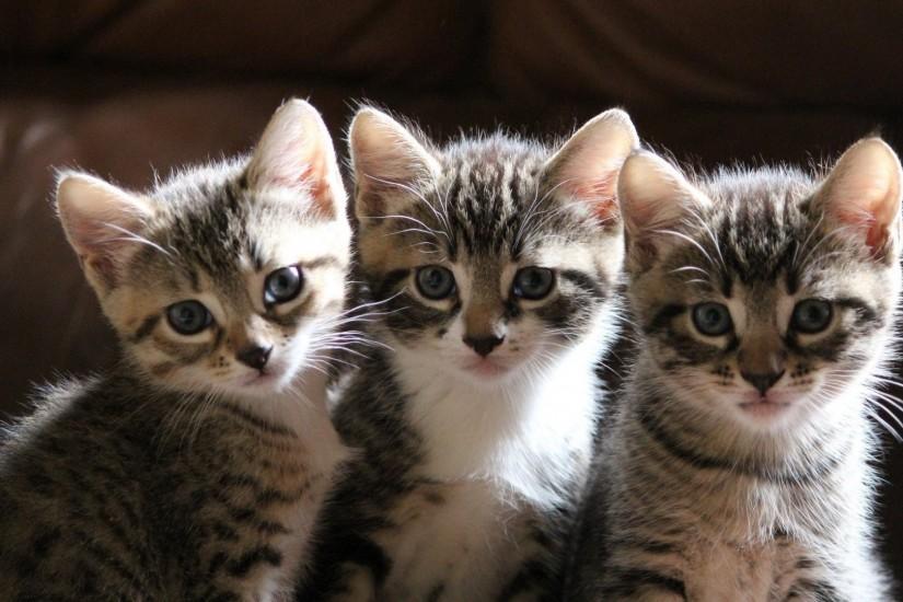 Three Cats Wallpaper