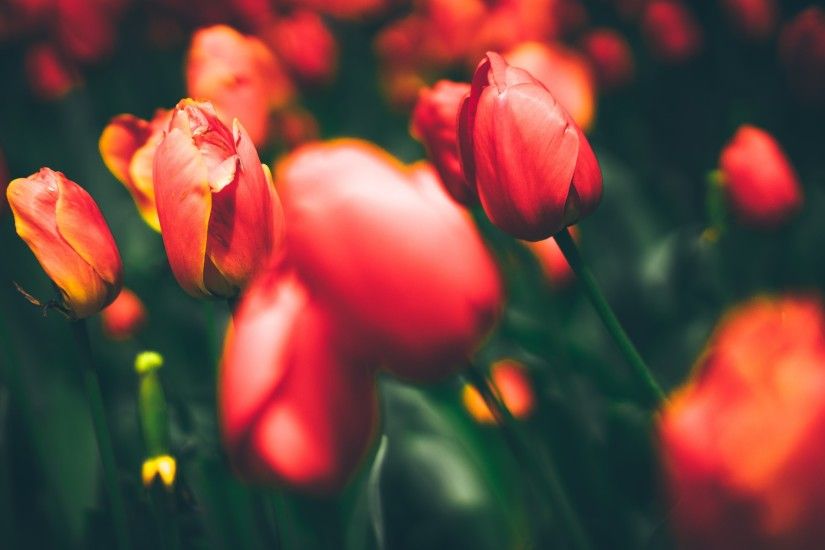 4K HD Wallpaper: Red Tulips