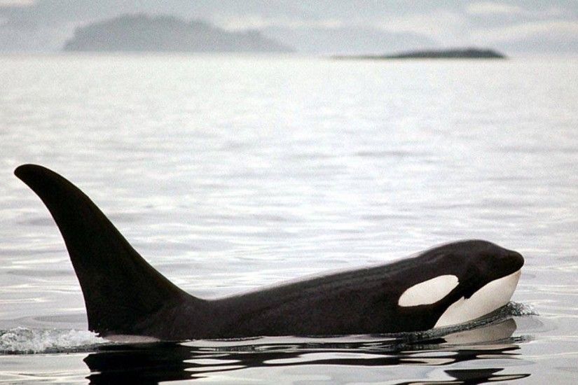 desktop orca wallpaper - Animal Backgrounds