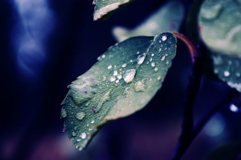 ... HD Spring rain over the leaves Plant wallpaper.