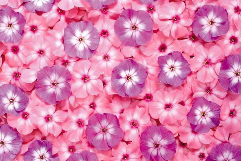 pink flowers background A2. Â«Â«