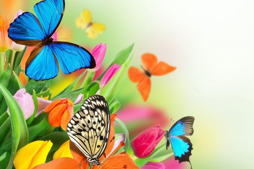 Butterfly Wallpaper High Quality Resolution