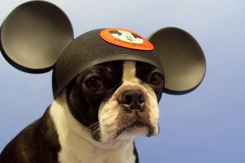 bulldog dog hat ears