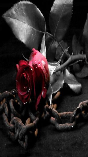 Red rose black chains