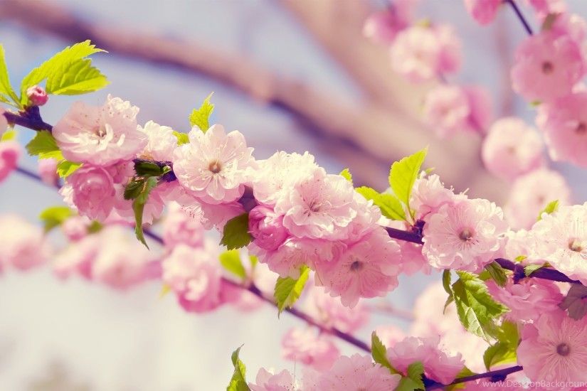 870437 Pink Flowers Wallpapers