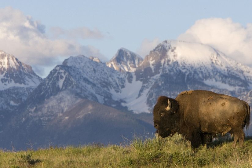 wildlife wallpaper bison. Â«Â«