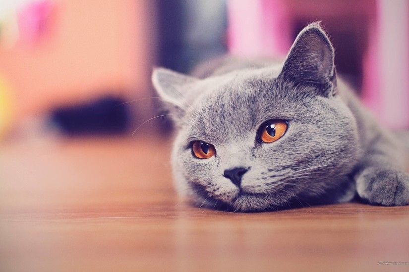 Cute Cat Desktop Wallpaper - Animals, Cute Wallpapers