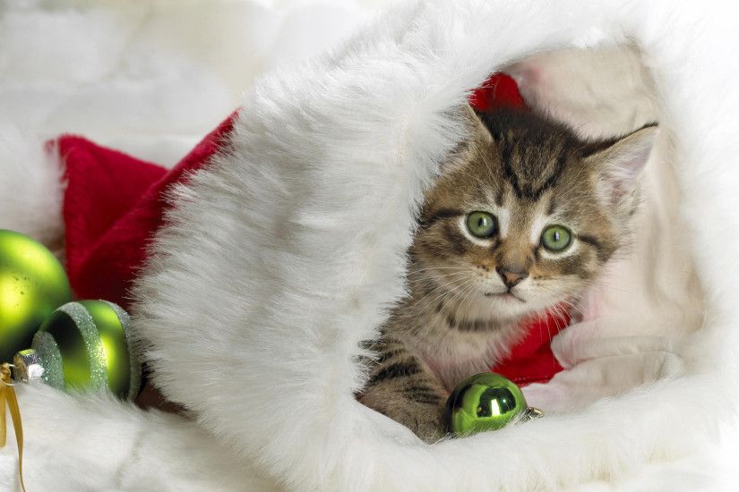 Christmas Cat Pictures