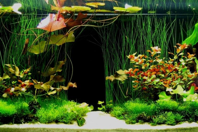 Fish Tank Ideas | ... Feel free to use and share these tropical aquarium