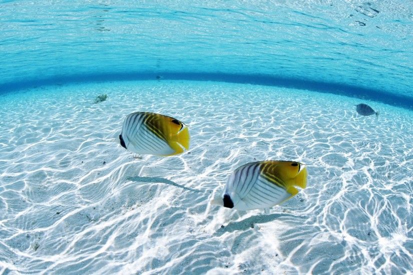 fish, Sea, Animals, Nature Wallpapers HD / Desktop and Mobile Backgrounds