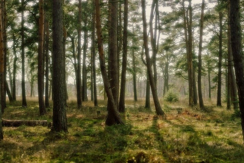Free Excellent Forest Images, Sarita Millard