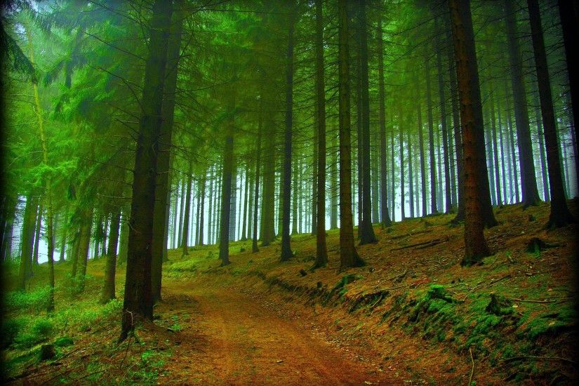 HD Forest Trees Road Nature Fog Free Desktop Background Wallpaper