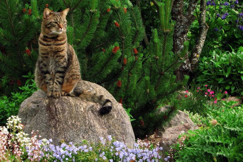 Cat on the rock near a pine tree wallpaper