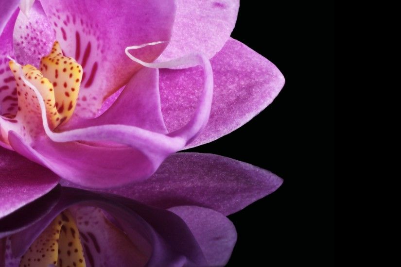 Wallpaper: Purple Orchid. Ultra HD 4K 3840x2160