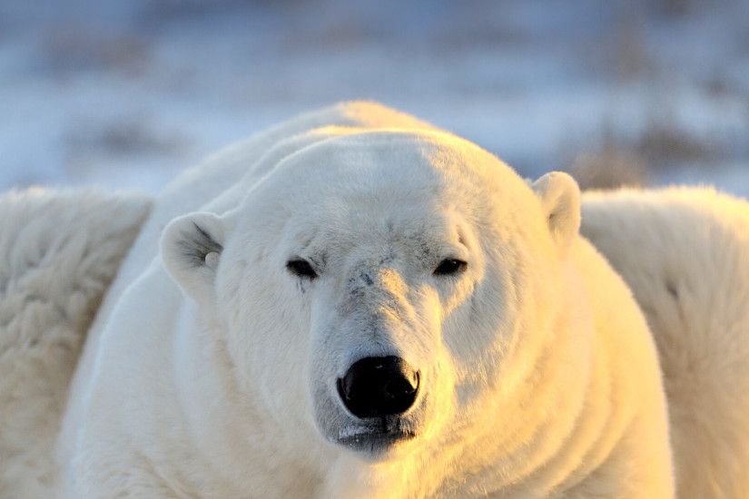 9 Best Photos of Polar Bear Pictures To Print Polar Bear Habitat ... -