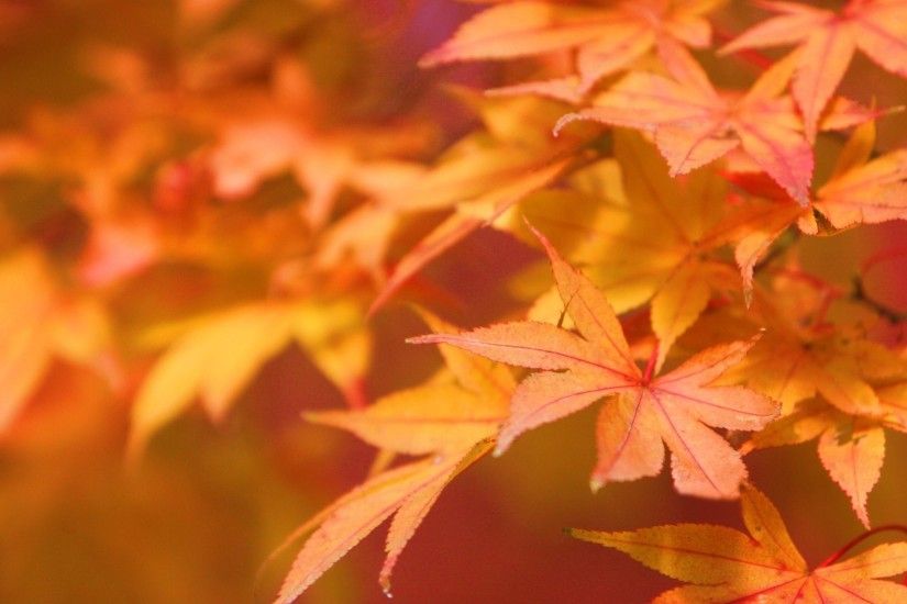 Autumn leaves - Autumn Wallpaper (22177663) - Fanpop