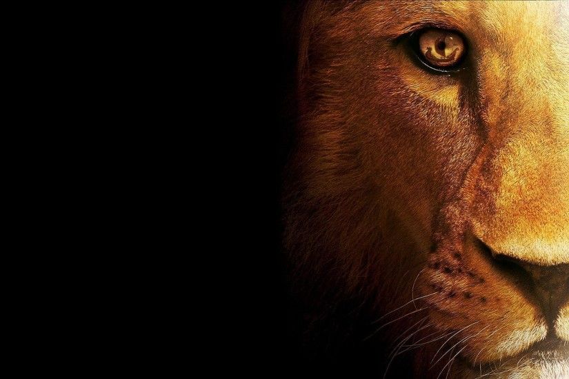 Wallpapers For > Angry Lion Face Wallpaper