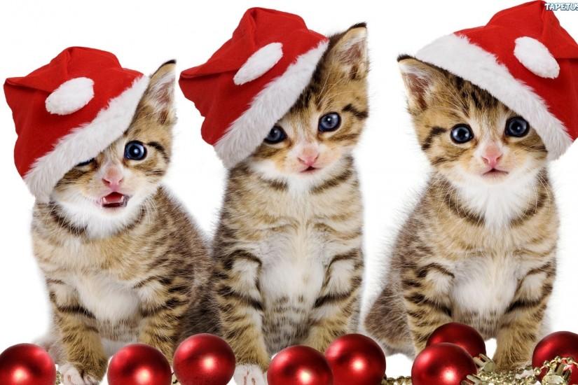 Christmas Kitten Wallpaper - WallpaperSafari
