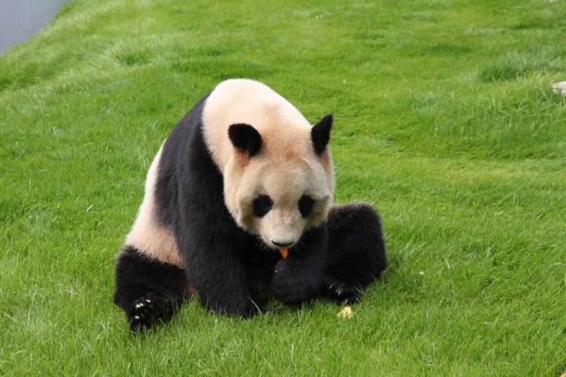 1920x1080 Wallpaper panda, grass, sit, baby