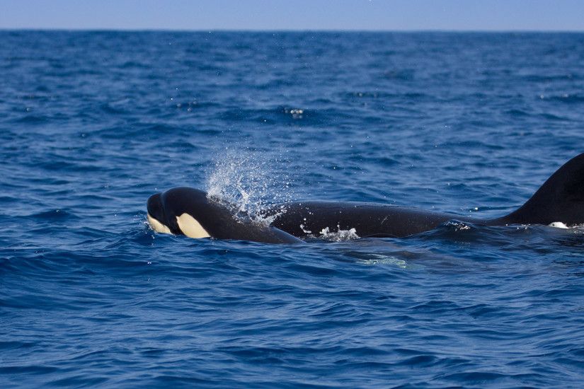Pictures Orca Sea Animals 2048x1152