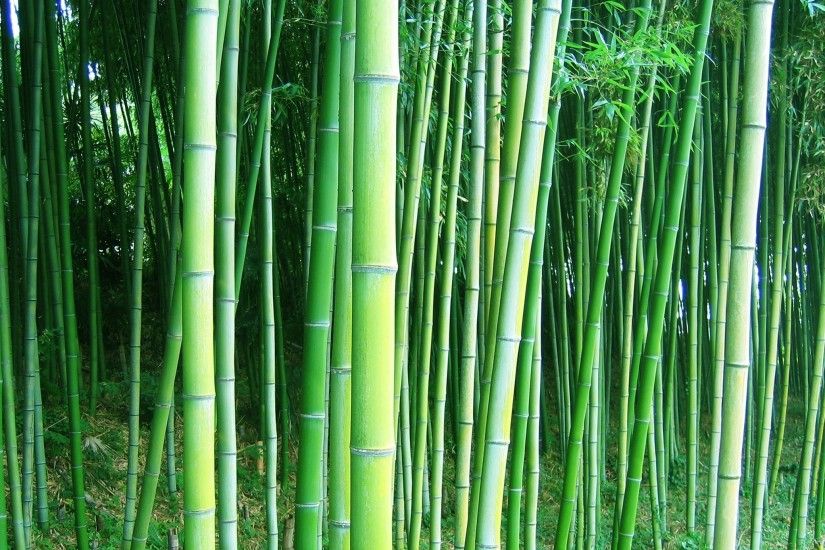 Download wallpaper bamboo forest trees free desktop wallpaper in the
