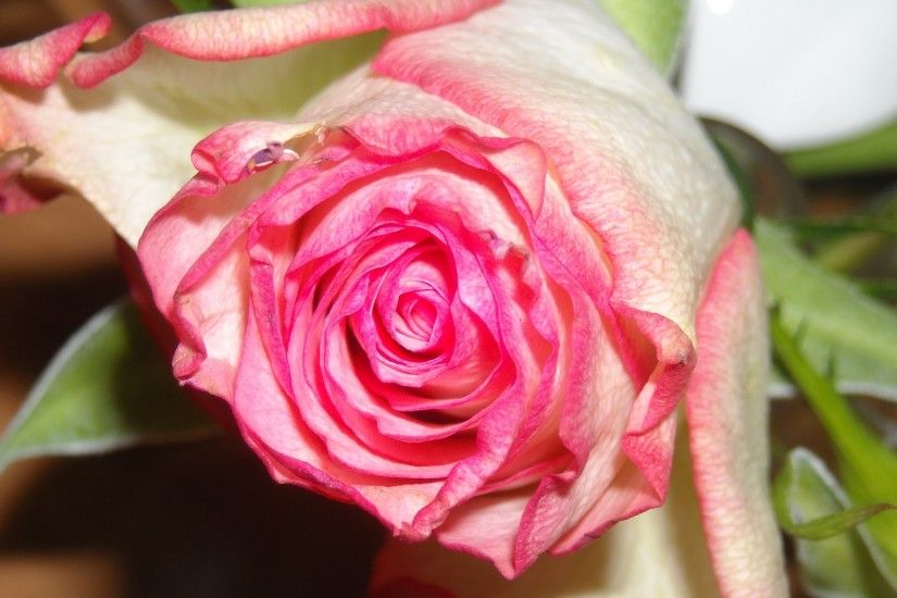 HD photo with pink rose