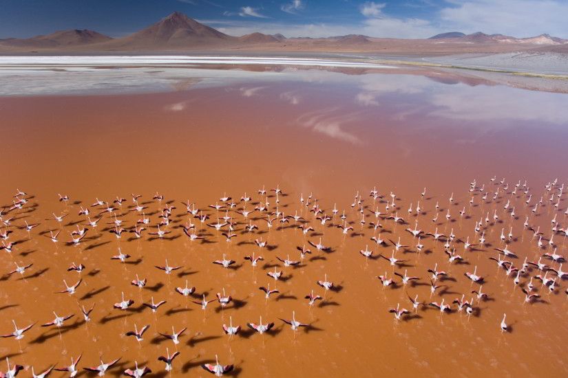 Flamingo swarm