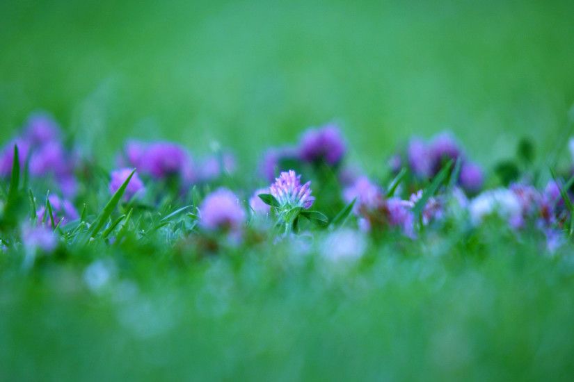 Purple flowers wallpapers and stock photos