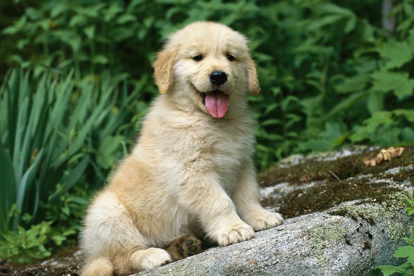 Golden Retriever Images Wallpapers (38 Wallpapers) – Adorable Wallpapers